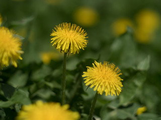blurred flowes dendelion background