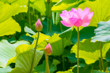 The Lotus Flower.Background is the lotus leaf.Shooting location is Yokohama, Kanagawa Prefecture Japan.