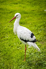 Fototapeta premium White stork in the meadow