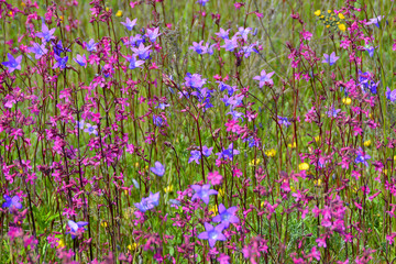 Wildflowers