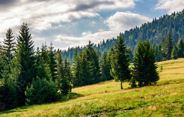spruce forest in summer landscape