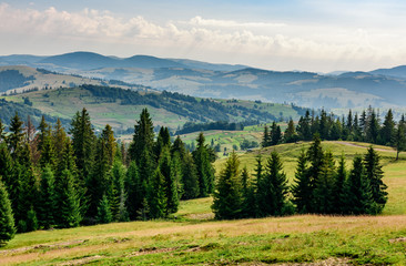 coniferous forest on a  mountain slope