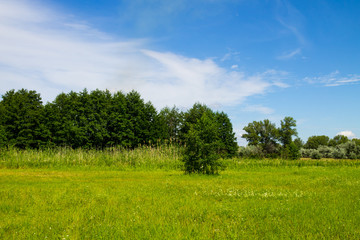 Obraz premium Summer landscape with green trees, meadow and blue sky