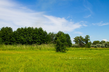 Summer landscape with green trees, meadow and blue sky