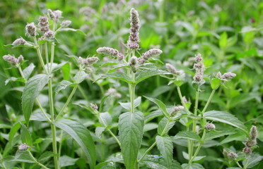 menthe sauvage,plante aromatique dans un champs