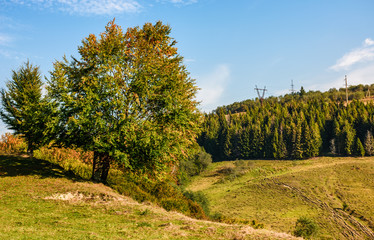 tree on a mountain grassy hill side