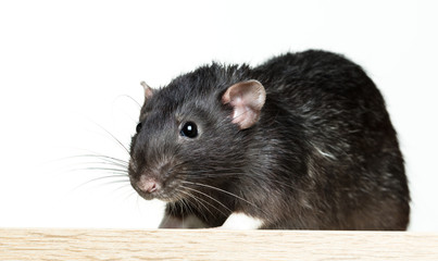 Animal gray rat close-up