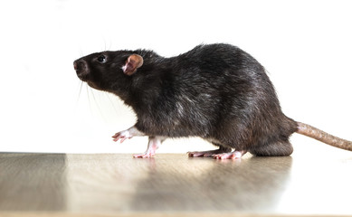 Animal gray rat close-up