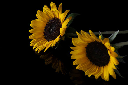 Fototapeta yellow sunflower isolated on black