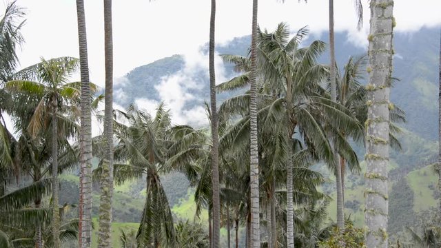 Closeup view of wax palm trees in the Cocora Valley near Salento, Colombia