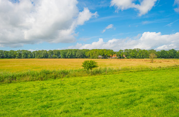 Field below a blue cloudy sky in summer