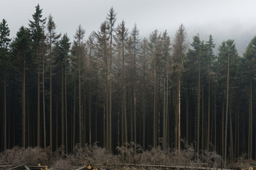 Fototapeta premium Foggy day in dark dead wood forest in national park Harz. Germany.