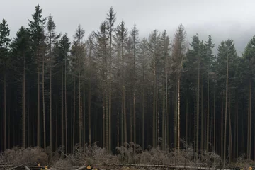 Fotobehang Foggy day in dark dead wood forest in national park Harz. Germany. © Oksana Schmidt