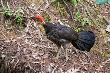 Australian brush-turkey on forest floor