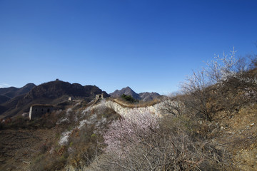 The original ecological wall of full of apricot flowers