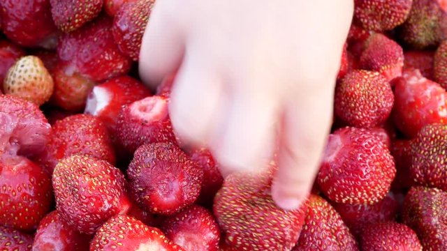 A full plate of ripe and peeled strawberries. A child's hand takes a few strawberries from the top.