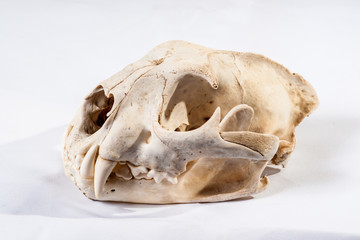 Cougar Skull