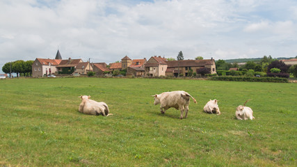      Charolais cow, white cow in a field, beautiful campaign in Burgundy, France
