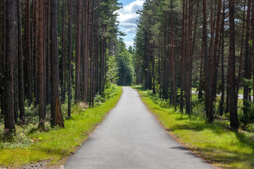 Beautiful landscape. Path in the Pine Forest