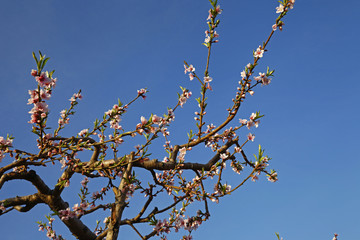 Beautiful peach blossom