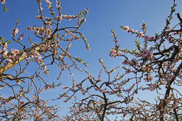Beautiful peach blossom