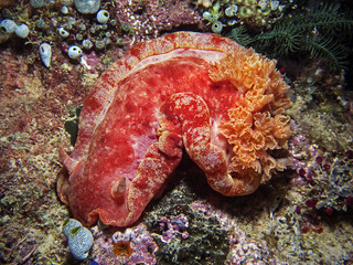 Spanish Dancer, Dorid Nudibranch (Hexabranchus sanguineus) © scubaluna