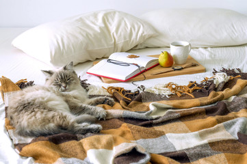 The bed in the bedroom, morning, Breakfast, coffee, sleeping cat