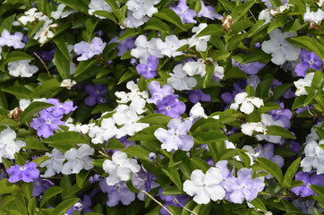 ニオイバンマツリ