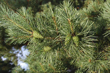 Green young cones on pine branch on sunny day.