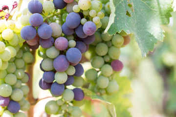 Weintrauben an Weinrebe, Chianti, Toskana