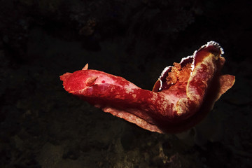 Spanish Dancer, Dorid Nudibranch (Hexabranchus sanguineus) © scubaluna