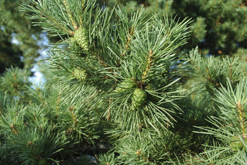 Green young cones on pine branch on sunny day.