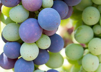 Weintrauben an Weinrebe, Chianti, Toskana