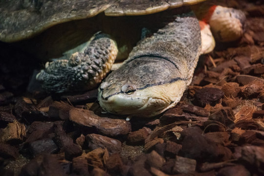 Plat&eacute;myde de Saint-Hilaire