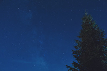 Milky way stars and tree silhouettes photographed with wide-angle lens. 