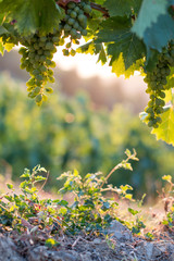Weintrauben an Weinrebe, Chianti, Toskana