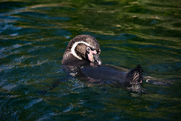 Pinguin