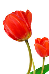 Two red tulips, isolated on white
