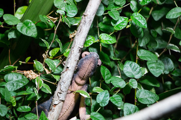 Caméléon