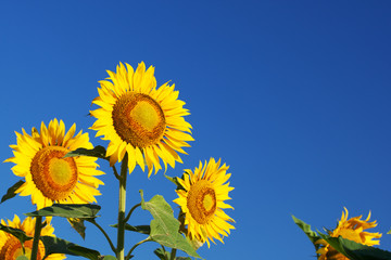 Blossoming sunflowers close-up against the  sky