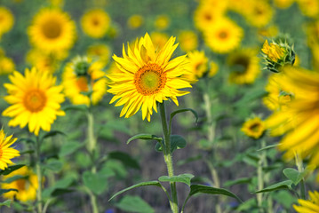 Sunflower field in summer