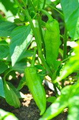 Young green peppers growing on a branch in garden. Bell peppers growing in the garden, fresh organic vegetables