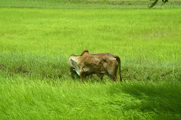 Reisfelder und Viehzucht in Thailand und Laos