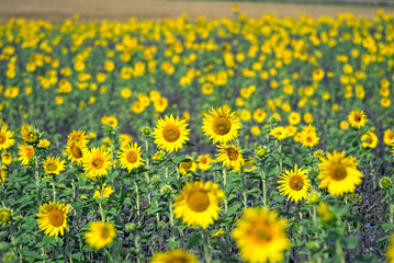 Obraz premium Sunflower field in summer