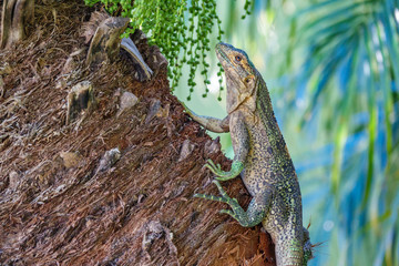 Lizard over trunk