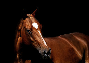 Portrait of a horse with a dark background