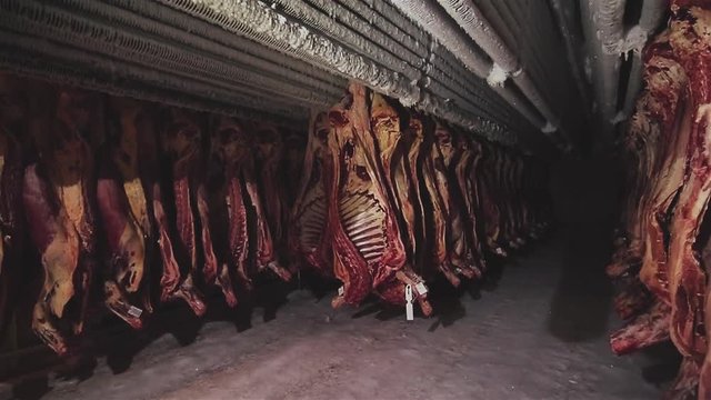 In the large freezer compartment hulks of cattle are hanging. Frozen meat of a cow and pig. Storage of meat products. Finished bloody animal carcasses. Meat in the fridge.