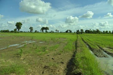 Fototapeta na wymiar Reisanbau und Landwirtschaft in Südostasien