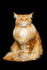 Beautiful maine coon cat