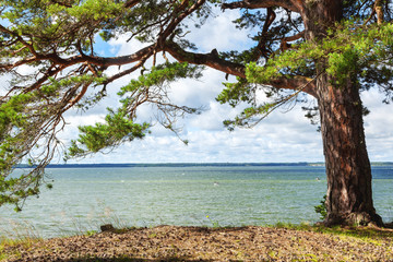 Beautiful scenery, the coast of the Finnish Gulf, Estonia